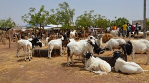 Lire la suite à propos de l’article Elevage des ruminants : Le Bénin crée une agence nationale