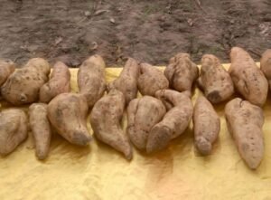 Lire la suite à propos de l’article Développement des Chaînes de Valeurs agricoles au Bénin: Le Gouvernement promeut la production des racines et tubercules