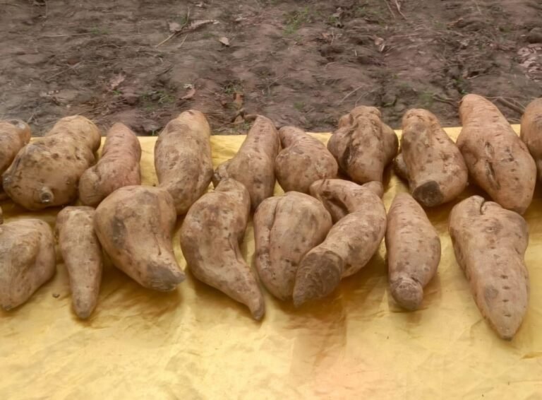 Développement des Chaînes de Valeurs agricoles au Bénin: Le Gouvernement promeut la production des racines et tubercules