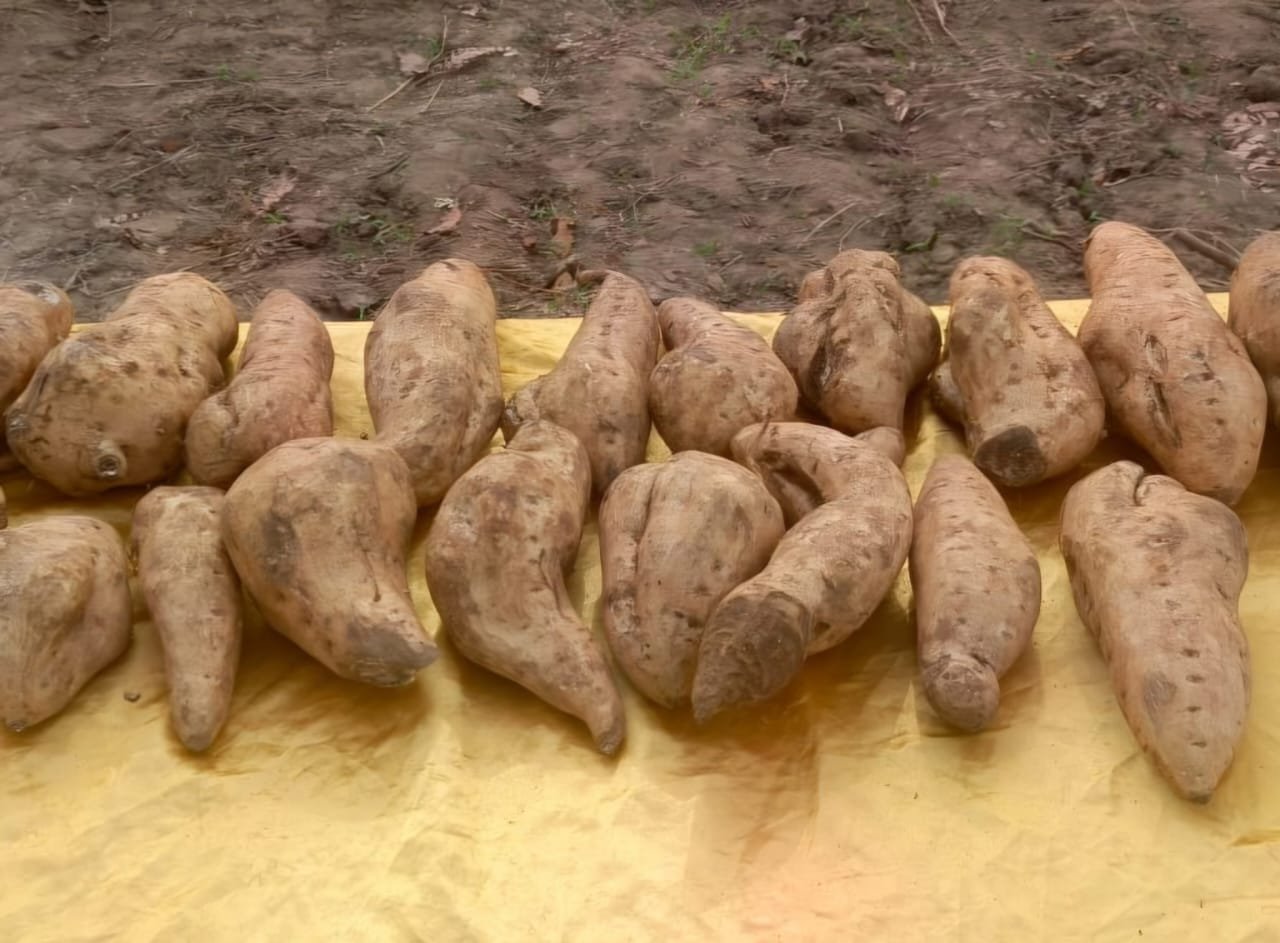 Lire la suite à propos de l’article Développement des Chaînes de Valeurs agricoles au Bénin: Le Gouvernement promeut la production des racines et tubercules