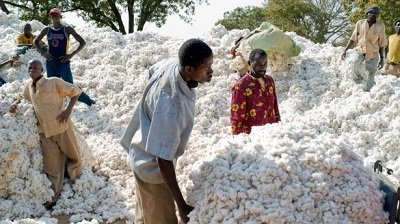 You are currently viewing Le coton et la prime du record : Wadagni parie sur les producteurs