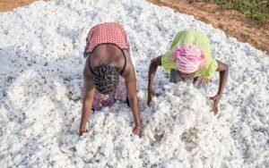 Lire la suite à propos de l’article Coton béninois : Une envolée confirmée en ce premier semestre 2026, portée par les cours mondiaux