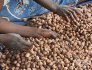 Lire la suite à propos de l’article Karité : La campagne 2026-2027 s&rsquo;ouvre au Bénin, prix désormais fixé par le marché